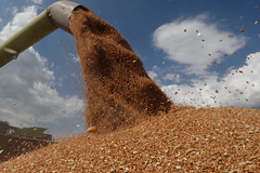 Цены на пшеницу показали многолетний максимум