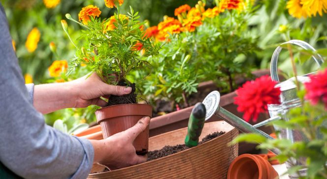 Какие инструменты нужны любому садоводу?