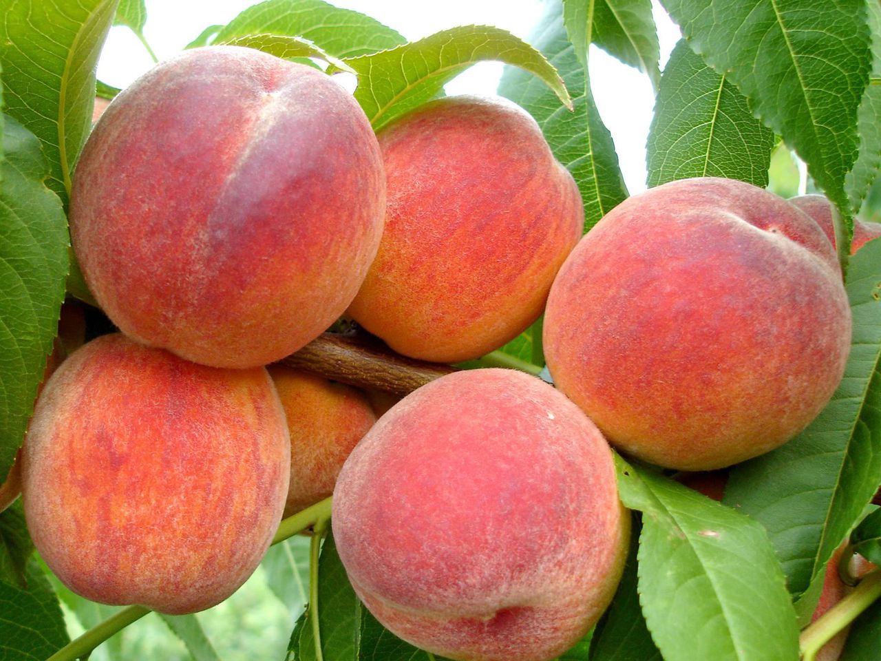 картинка на тему персики