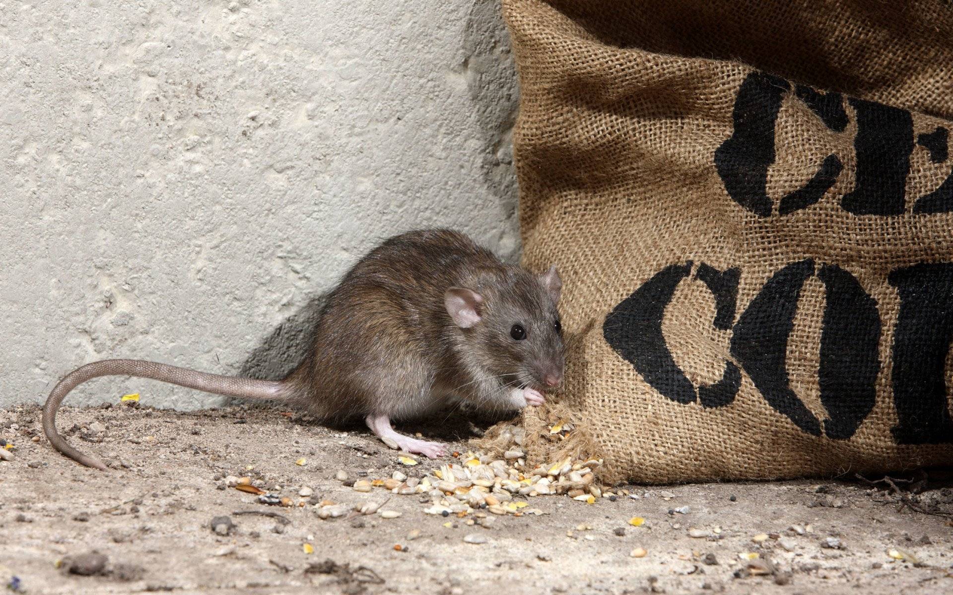 Какую опасность несут крысы