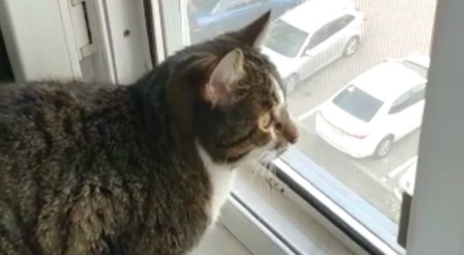 Защитная сетка от выпадения кошек из окна