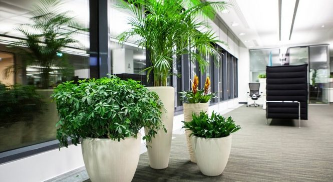 Услуги по уходу за растениями в офисе