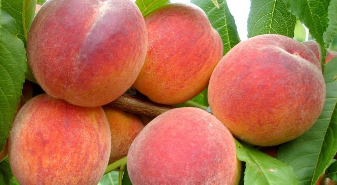 Где заказать саженцы персика в Крыму