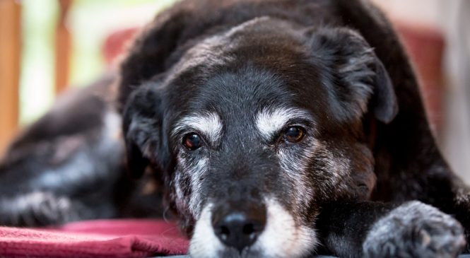 Как лечить болевые синдромы у собак