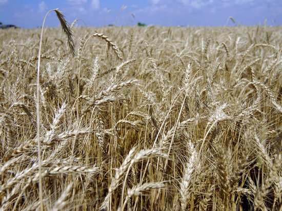 Россию ждет зерновая ловушка: рекордный урожай пшеницы может обернуться боком
